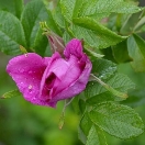 Фото квітки рослини - Шипшина зморшкувата (роза зморшкувата)
